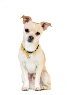 Stüdyoda beyaz arka plan üzerinde beyaz köpeği