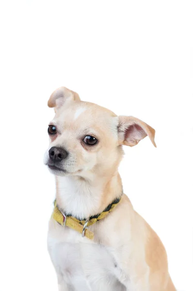 Malý bílý psík na bílém pozadí v ateliéru — Stock fotografie