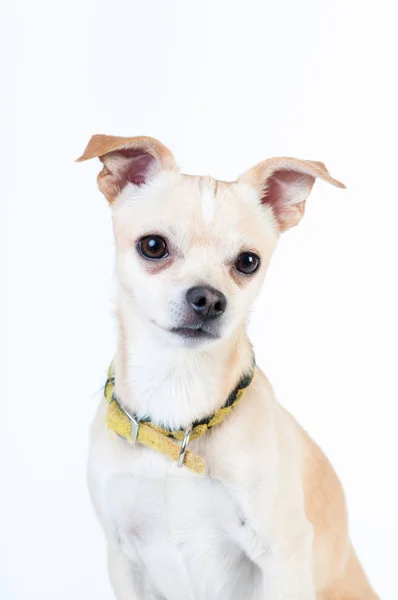 Pequeno cão branco no fundo branco no estúdio — Fotografia de Stock