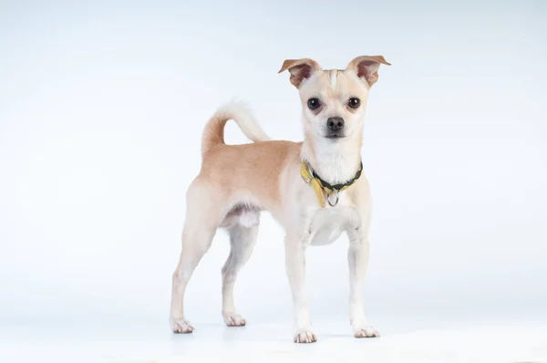 Pequeño perro blanco sobre fondo blanco en el estudio —  Fotos de Stock