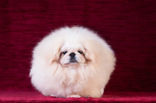 Retrato de cachorro de Pekín en estudio sobre fondo de terciopelo rojo — Foto de Stock