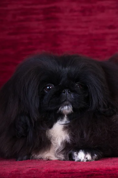 Retrato de cachorro de Pekín en estudio sobre fondo de terciopelo rojo —  Fotos de Stock
