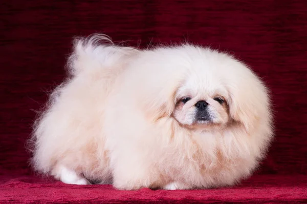 Pekingese puppy portrait at studio on red velvet background — Stock Photo, Image