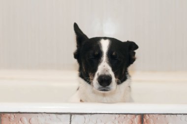 Bath adlı oturan karışık doğurmak köpek