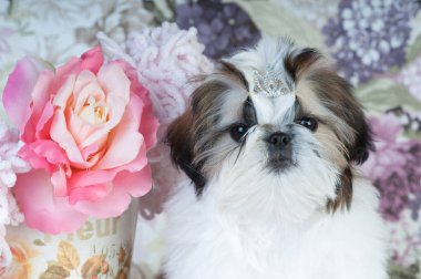 Shih tzu puppy portre stüdyosu