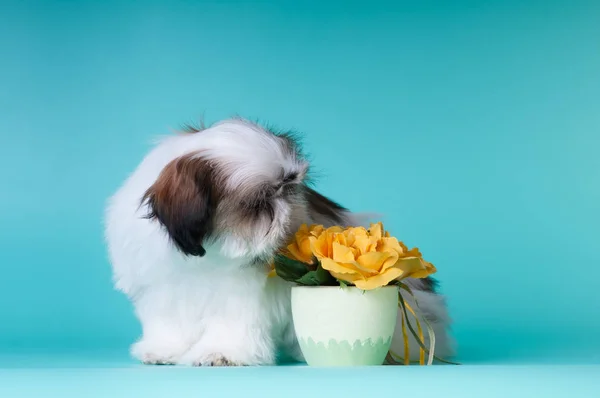 Shih tzu retrato de cachorro no estúdio — Fotografia de Stock