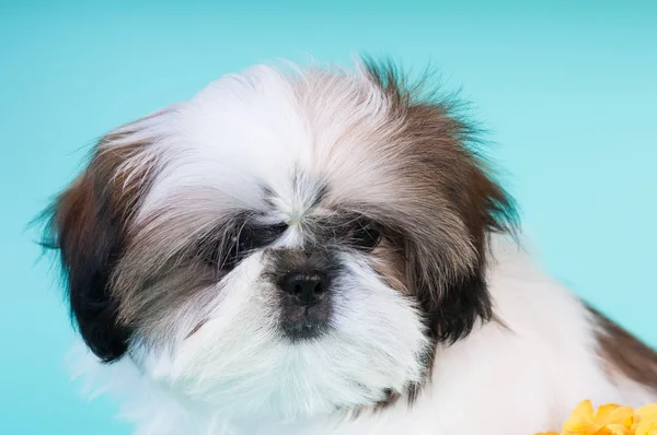 Shih tzu cachorro retrato en el estudio —  Fotos de Stock