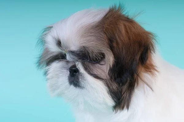 Shih tzu cachorro retrato en el estudio —  Fotos de Stock