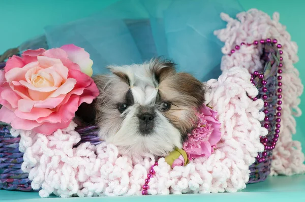 Shih tzu retrato de cachorro no estúdio — Fotografia de Stock