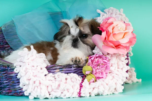 Shih tzu portrait de chiot au studio — Photo