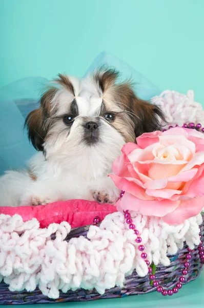 Shih tzu cachorro retrato en el estudio — Foto de Stock