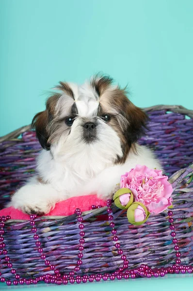 Shih tzu puppy portrait at studio — Stock Photo, Image