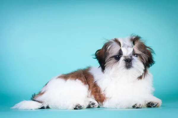 Shih tzu cachorro retrato en el estudio —  Fotos de Stock
