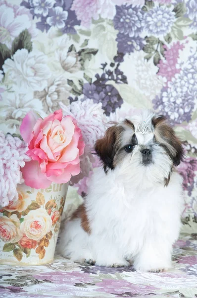 Shih tzu ritratto cucciolo in studio — Foto Stock