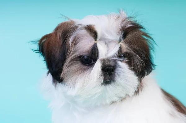 Shih tzu retrato de cachorro no estúdio — Fotografia de Stock