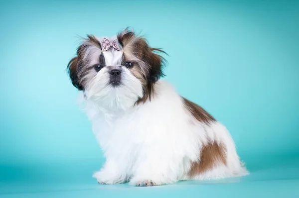 Shih tzu cachorro retrato en el estudio —  Fotos de Stock