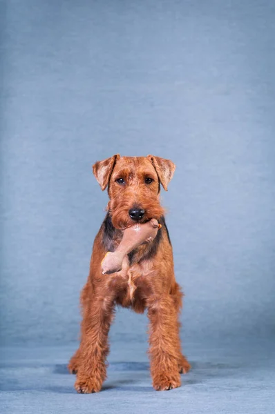 Welsh terrier at studio — Stock Photo, Image