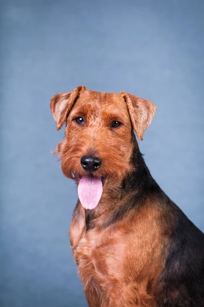 Terrier gallois au studio — Photo