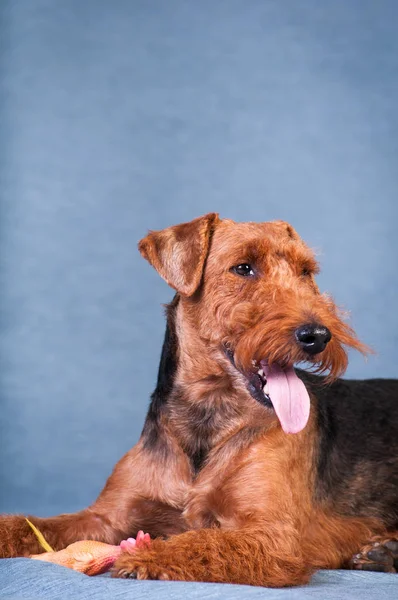 Welsh terrier at studio — Stock Photo, Image