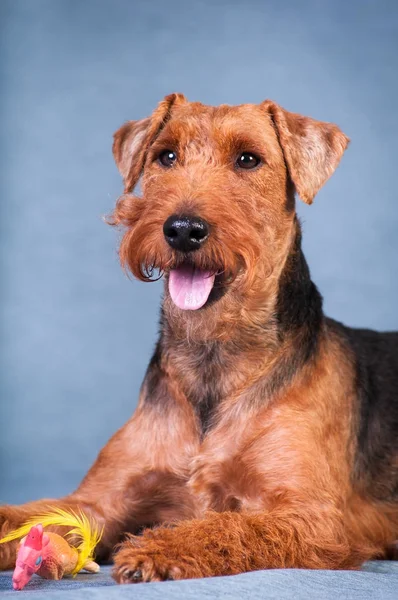 Welsh terrier at studio — Stock Photo, Image