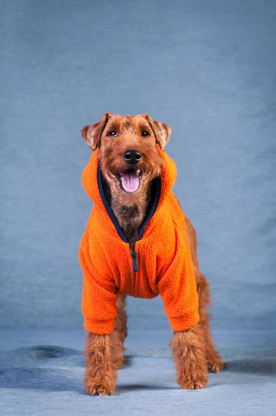 Terrier gallese a studio — Foto Stock