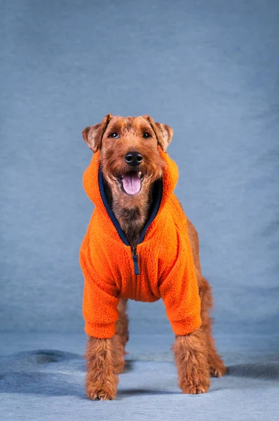 Terrier galés en el estudio —  Fotos de Stock