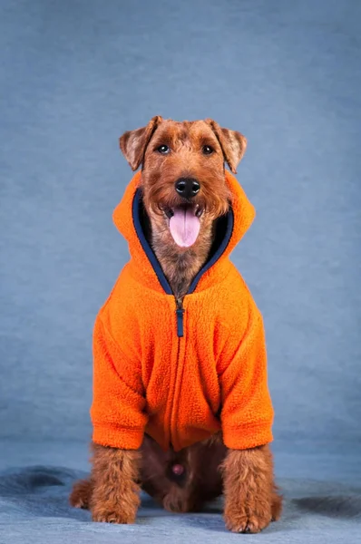 Terrier galés en el estudio —  Fotos de Stock