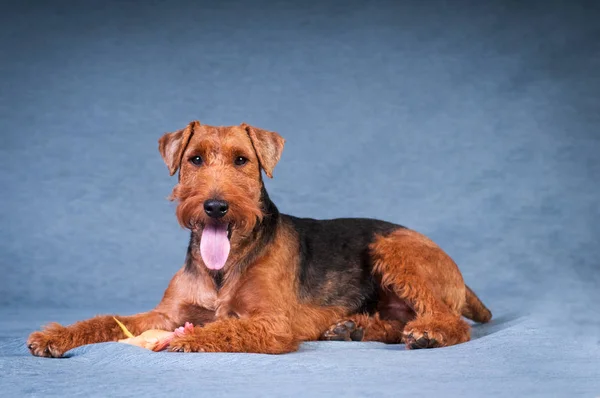 Terrier gallois au studio — Photo