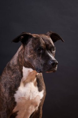 Pitbull terrier portre stüdyosu