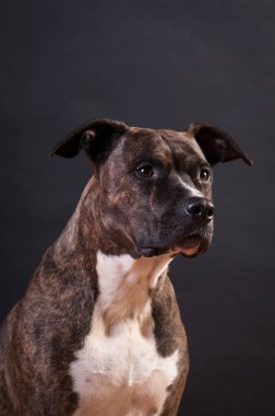 Pitbull terrier portre stüdyosu