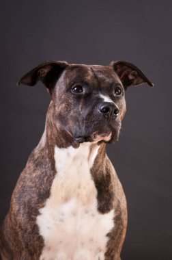 Pitbull terrier portre stüdyosu