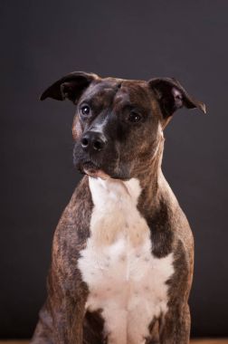 Pitbull terrier portre stüdyosu