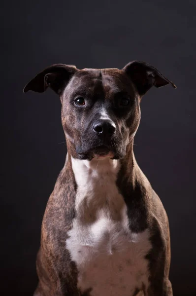 Pitbull terrier retrato en el estudio —  Fotos de Stock