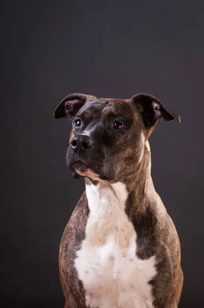 Pitbull terrier portrait at studio — Stock Photo, Image