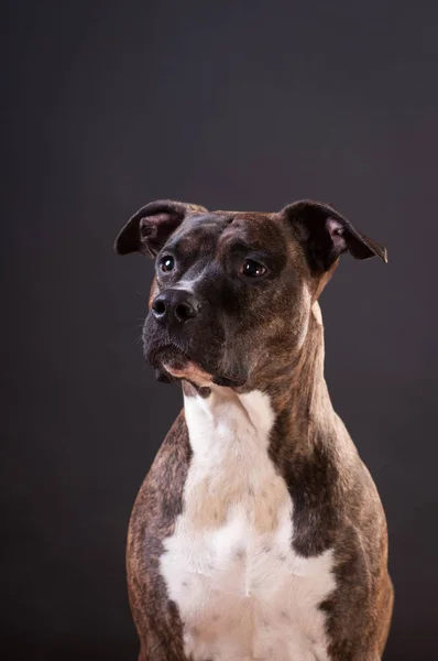 Pitbull Terrier Porträt im Studio — Stockfoto