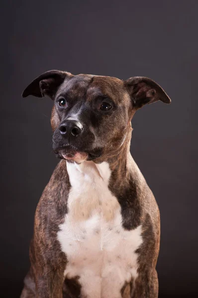 Pitbull Terriër portret op studio — Stockfoto