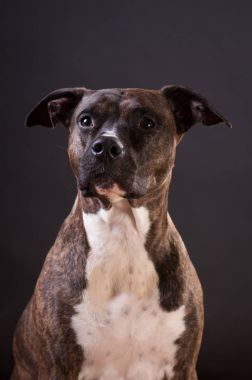 Pitbull terrier portre stüdyosu