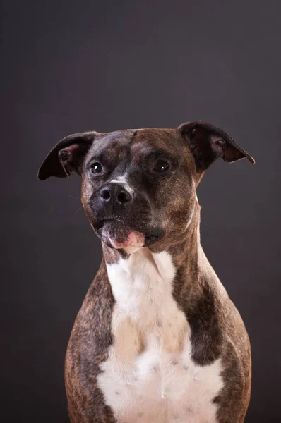 Pitbull terrier retrato no estúdio — Fotografia de Stock