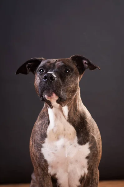 Pitbull terrier retrato en el estudio —  Fotos de Stock