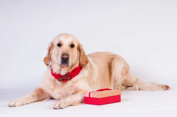 Golden retriever w stylu Boże Narodzenie — Zdjęcie stockowe