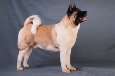 Amerikan akita köpek portre