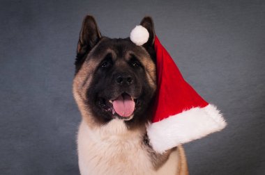 Amerikan akita köpek portre
