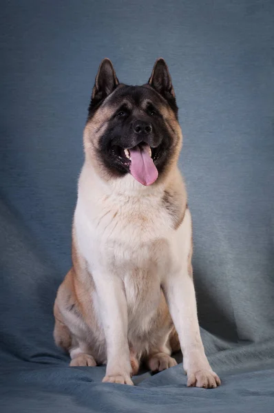 American akita dog portrait — Stockfoto