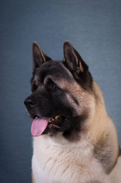 Amerikaanse akita hond portret — Stockfoto