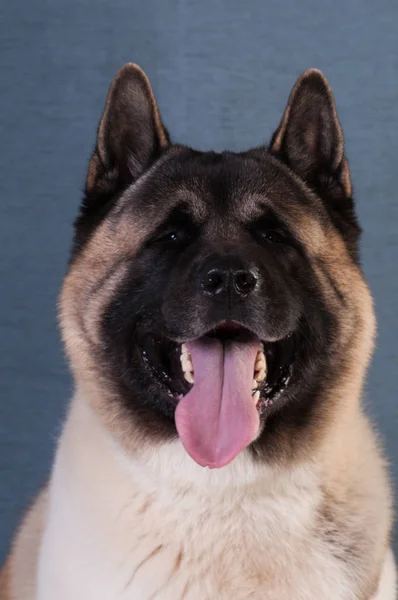 American akita perro retrato —  Fotos de Stock