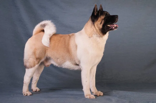 American akita hund porträtt — Stockfoto