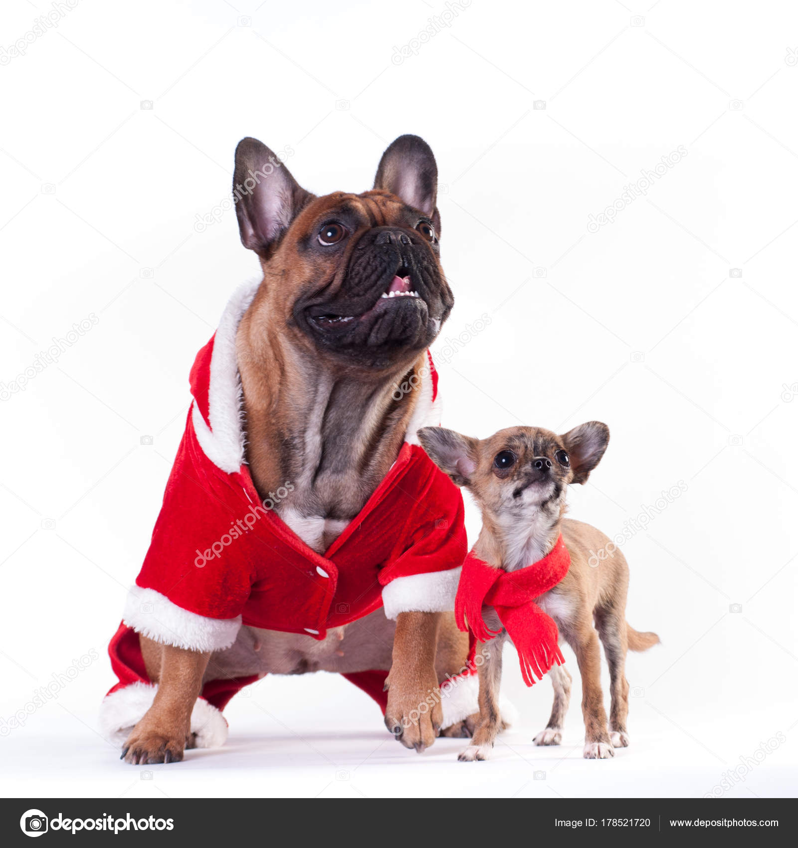 dog in santa suit