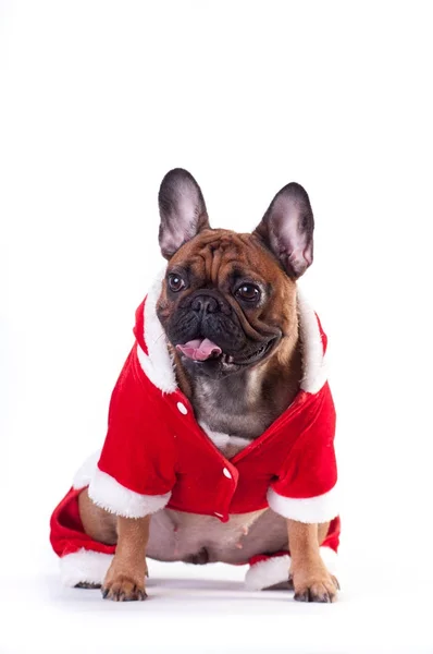 Funny french bulldog in Santa suit — Stock Photo, Image