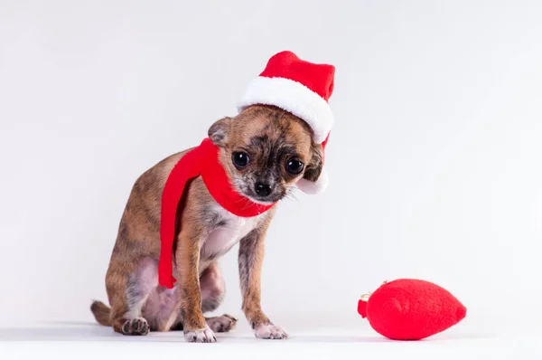 Chihuahua en traje de Santa —  Fotos de Stock