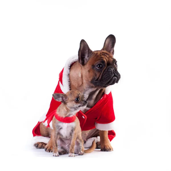 Dos perros divertidos en traje de Santa —  Fotos de Stock